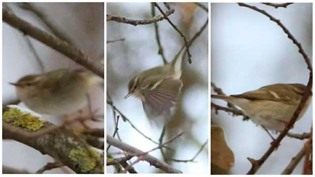 Невиданная ранее в Беларуси птица обнаружена в Минске